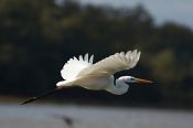 Oiseaux des marais