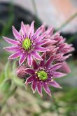 Flore