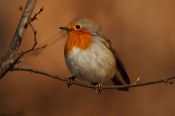 Oiseaux des forts
