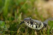 Insectes & reptiles